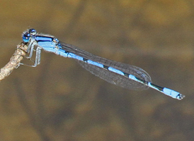 Familiar Bluet